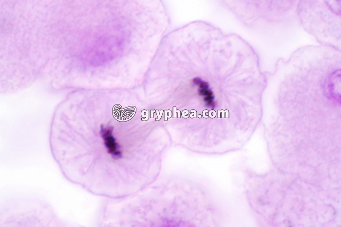 Cellules d'oeuf de Poisson - Mitose Télophase x600 - gryphea.com